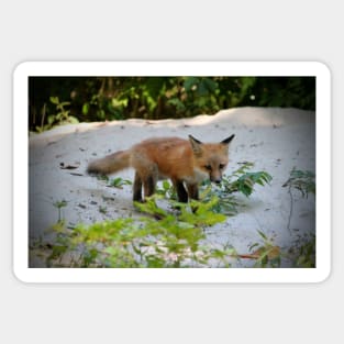 Adorable Fox Cub Sticker